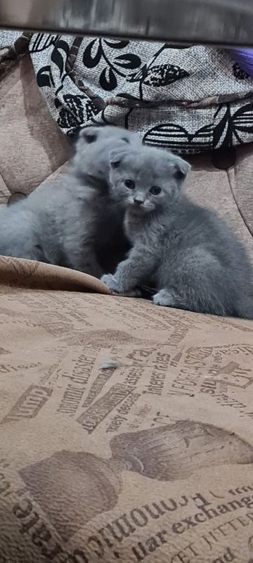 Продаю котят скоттиш фолд Продаю котят скоттиш фолд