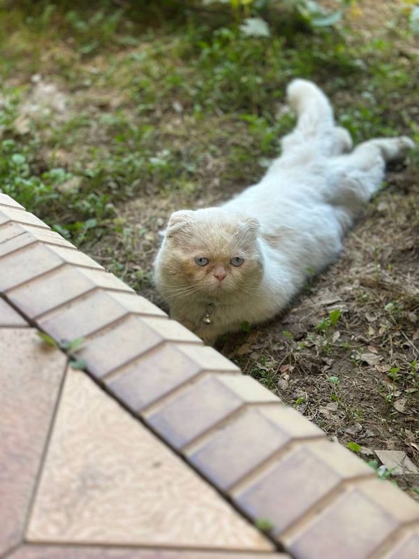 Кот Шотландский вислоухий для вязки (скоттиш фолд) Кот Шотландский вислоухий для вязки (скоттиш фолд)