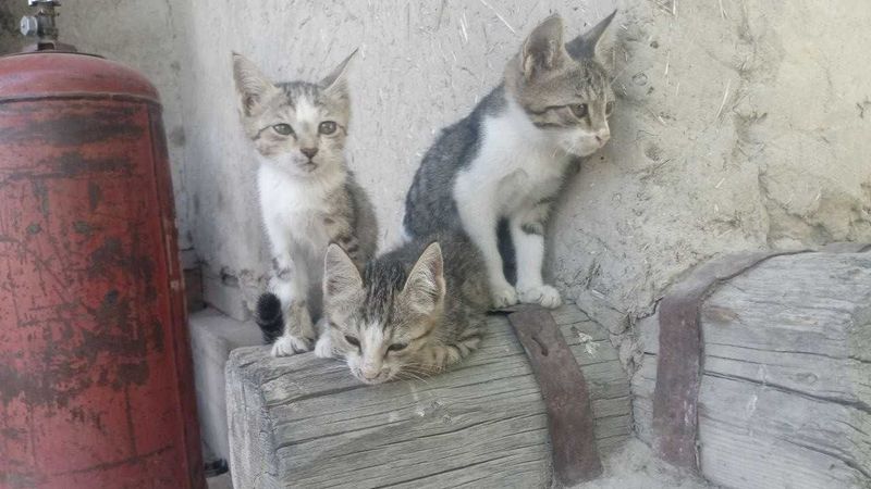 Aralash zotli mushukchalar va mushuk sotiladi – Buxoro Aralash zotli mushukchalar va mushuk sotiladi – Buxoro