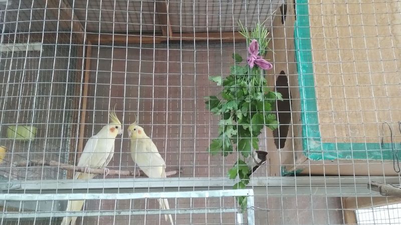 Кареллы пара готовые Кареллы пара готовые