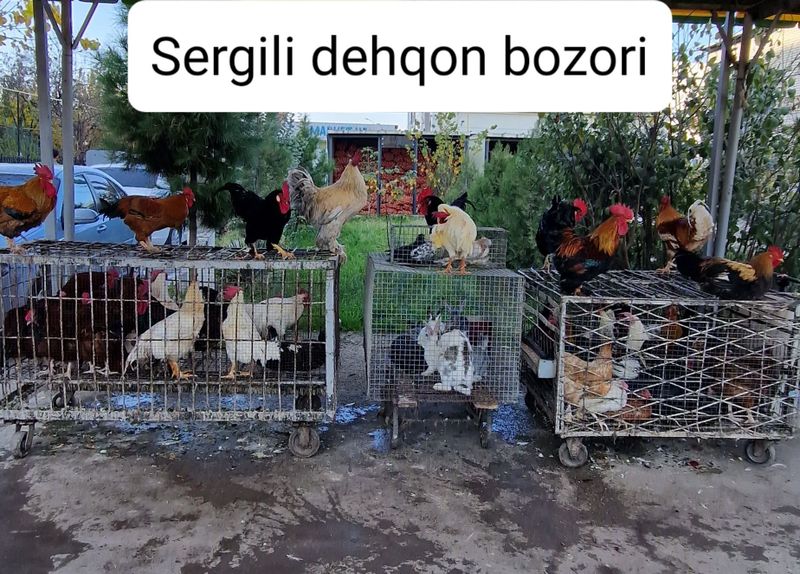 Sergili dehqon bozori horoz tovuq kurka quyon g'oz o'rdek indautka