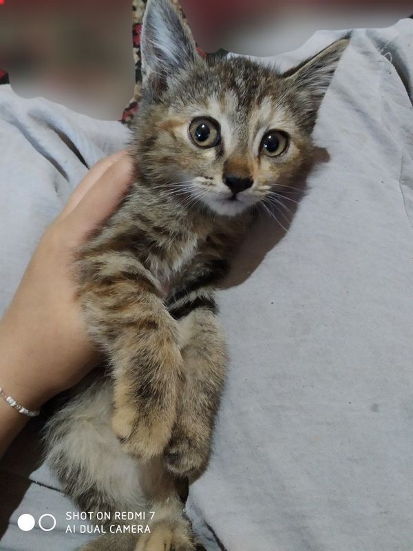 Котёнок Бесплатно
