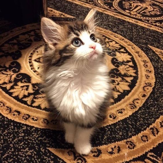 Пристраивается котенок Марко (мальчик)-3 месяца Пристраивается котенок Марко (мальчик)-3 месяца