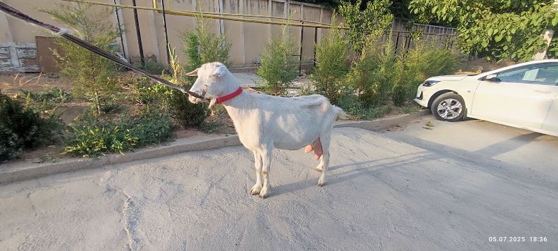 Echki sotiladi ZANEN Echki sotiladi ZANEN