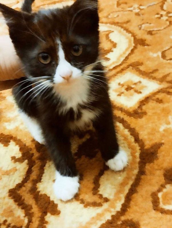 Смышлёный игривая кошечка в добрые руки , сибирский биколорный