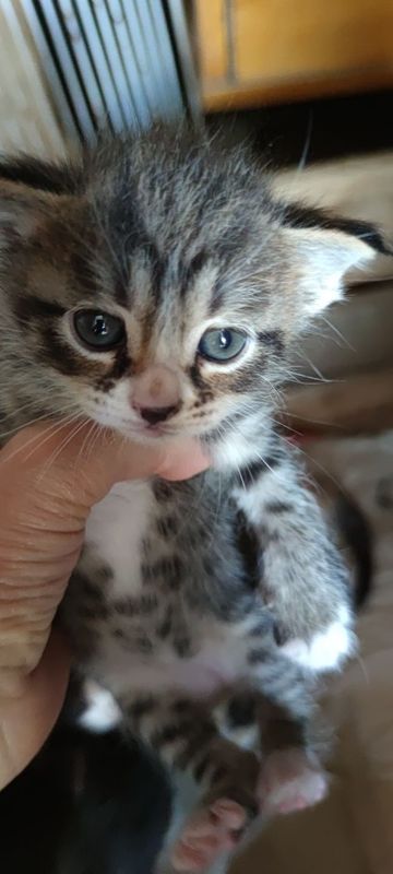 Бесплатно котята Бесплатно котята