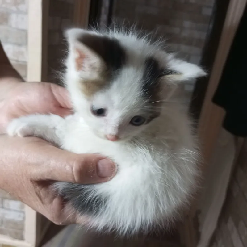 отдам в надёжные добрые руки