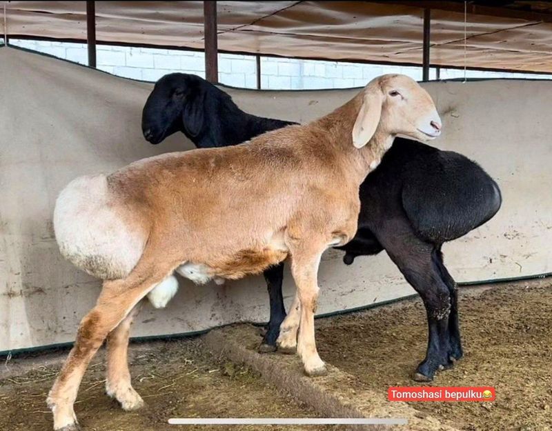 Marosimga qoy bor Marosimga qoy bor