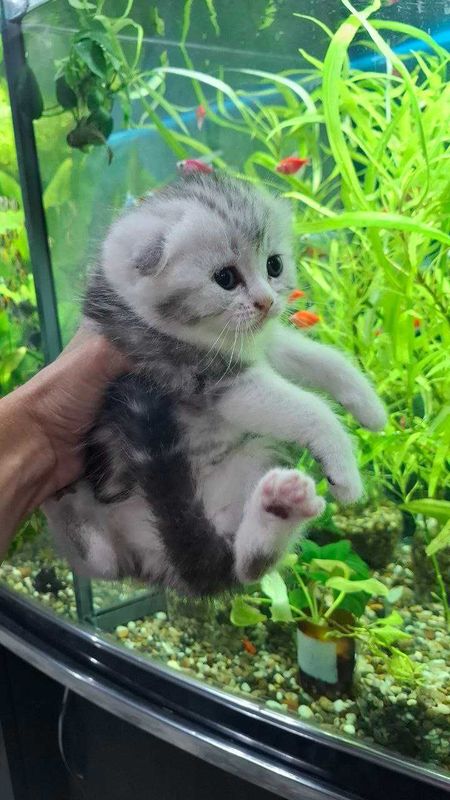ПРОДАЕТСЯ Шотландские скотиш фолд