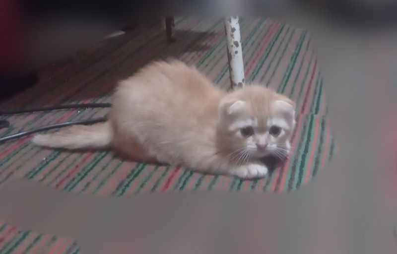 Породистые котята скоттиш фолд. Породистые котята скоттиш фолд.