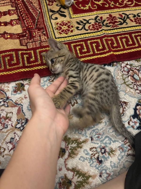 Uy mushuki sotiladi (qiz bola)