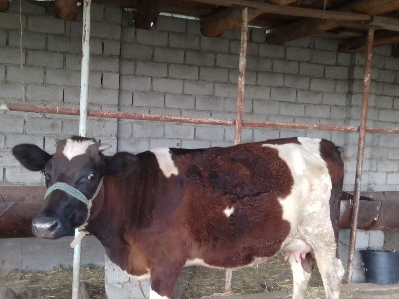 Биринчи корин жуда юввош Биринчи корин жуда юввош