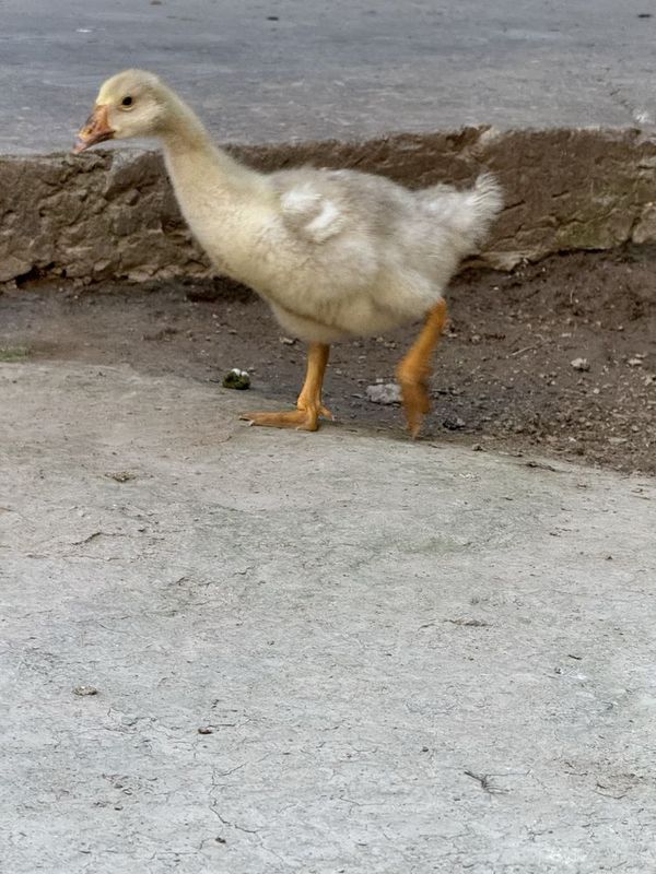 Bir oyli gozla bita nar bita moda soni ikta oladigan payittan otkan Bir oyli gozla bita nar bita moda soni ikta oladigan payittan otkan