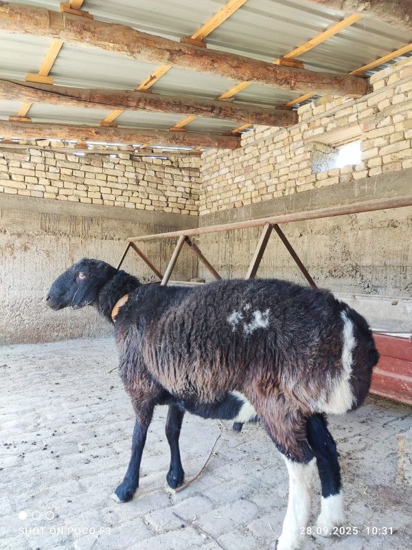 Qo'chqor sotiladi toza qazoqi zotli