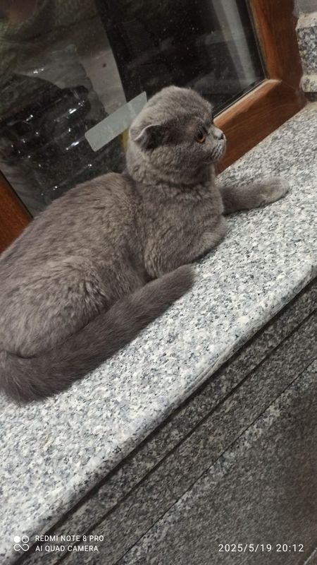 Умная красивая кошка Умная красивая кошка