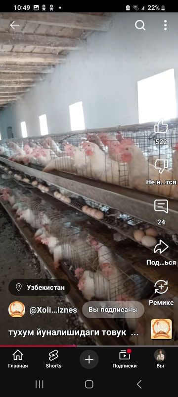 Кафас, бролер бокишга ёки парранда учун Кафас, бролер бокишга ёки парранда учун