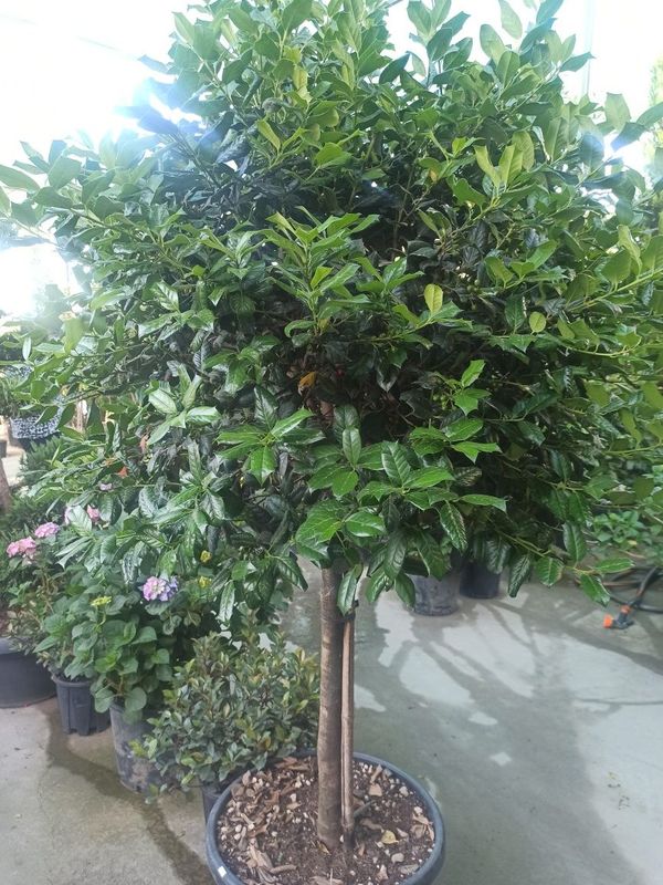 Pianta Gardens Premum Pianta Gardens Premum