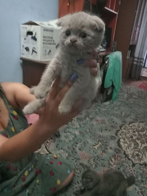 Котята вислоухий шотландский Котята вислоухий шотландский
