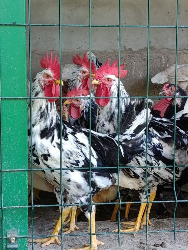 Домашние ПЕТУХИ Леггорн далматинец Домашние ПЕТУХИ Леггорн далматинец