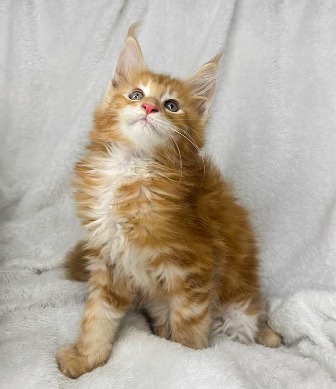 Мейн-кун…Котята ищут любящих родителей. Мейн-кун…Котята ищут любящих родителей.