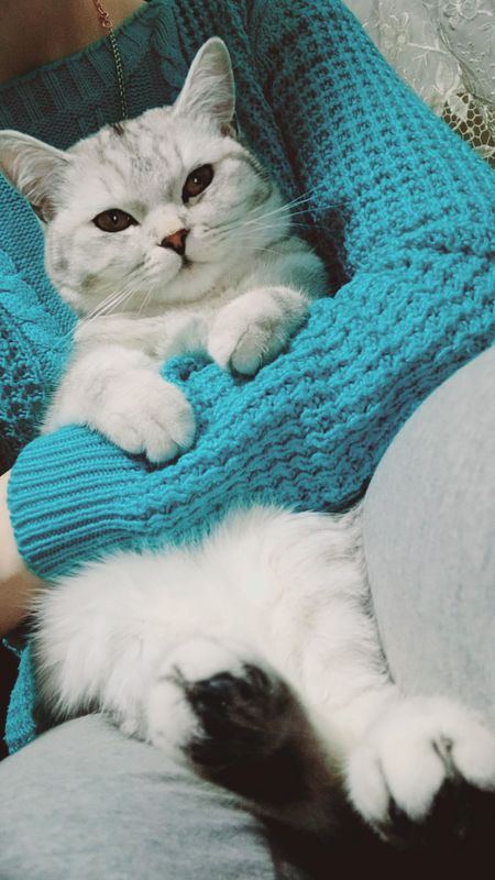 Продаётся кошка по имени Мая... Продаётся кошка по имени Мая...