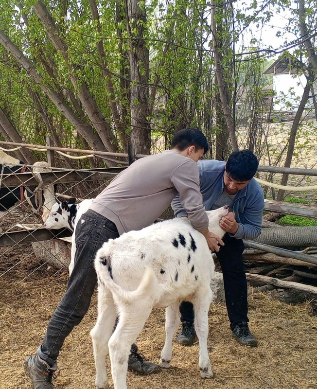 Veterinar hizmti Veterinar hizmti