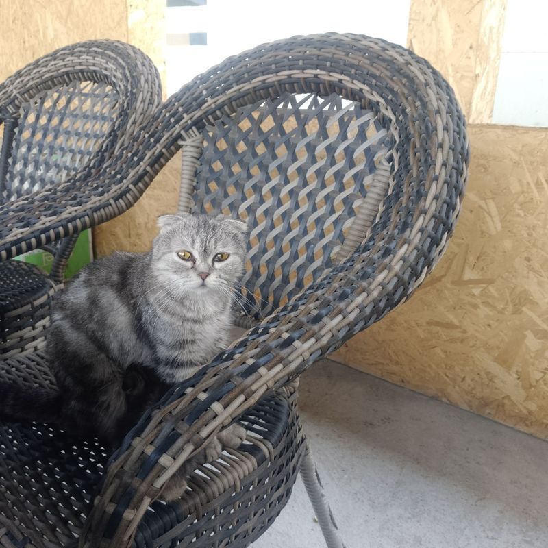 Срочно продается кошка скоттиш фолд