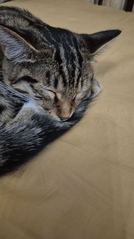 Котик мальчик