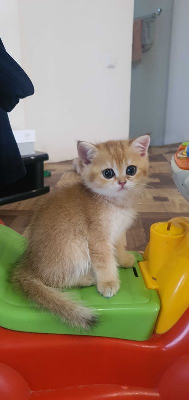 Золотая шиншила котенок девочка
