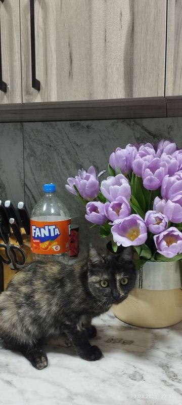 котята в добрые руки котята в добрые руки