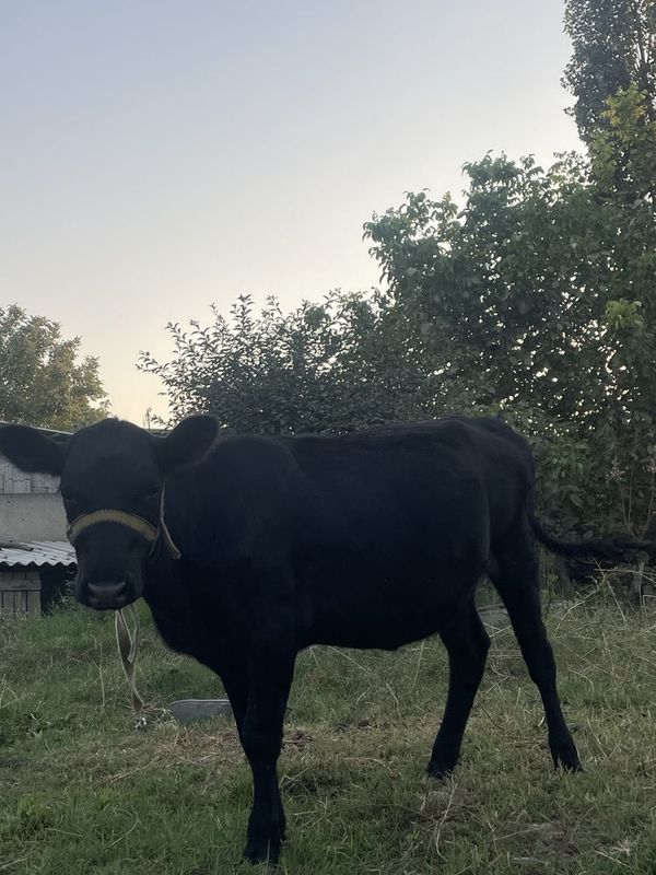 Zoti Angus Xonajin