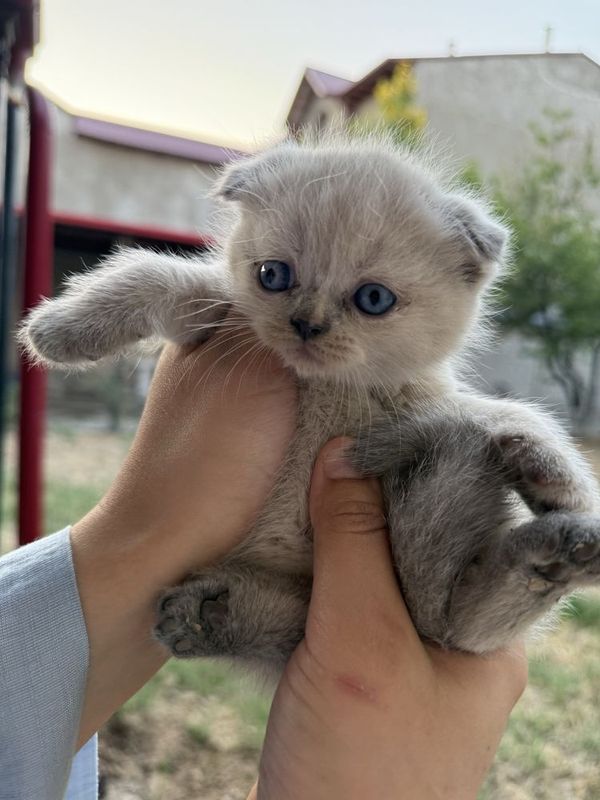 Скотиш фолд и страйт
