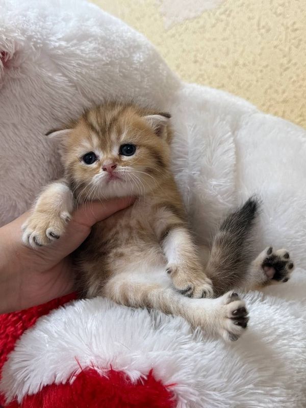 Шотландские котята На продаже шотландские слоухие и прямоухие Шотландские котята На продаже шотландские слоухие и прямоухие