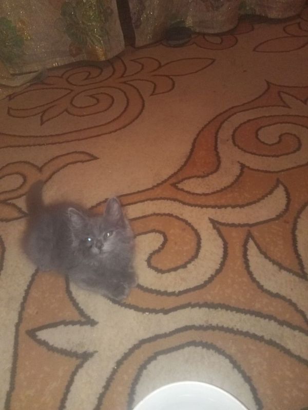 Котенок скоттиш страйт Котенок скоттиш страйт