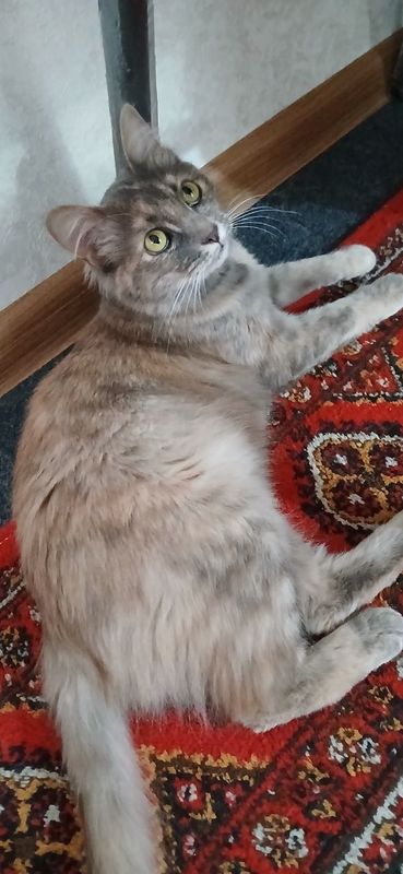 Кошечка, домашная) Кошечка, домашная)