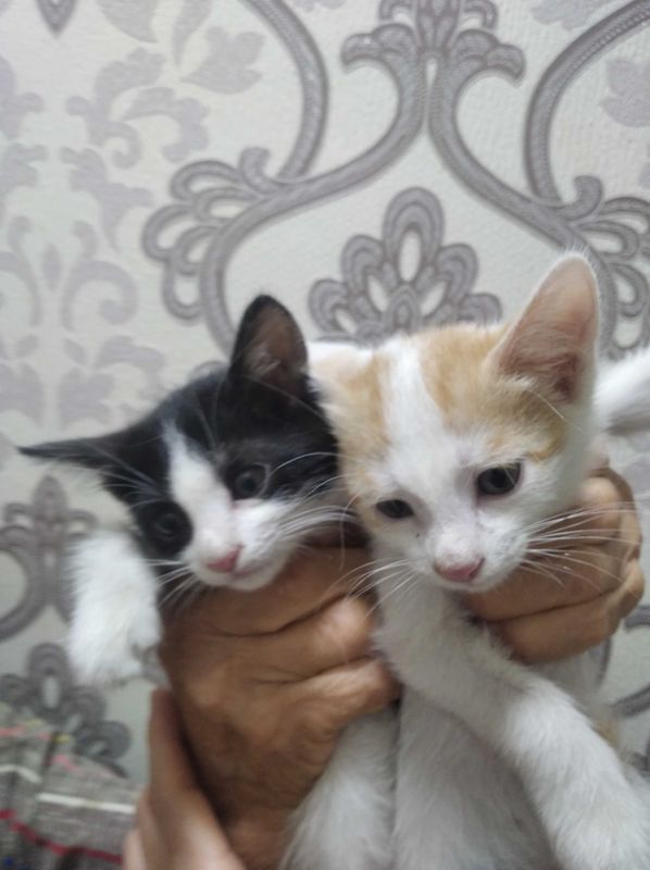 Бесплатно котята Бесплатно котята