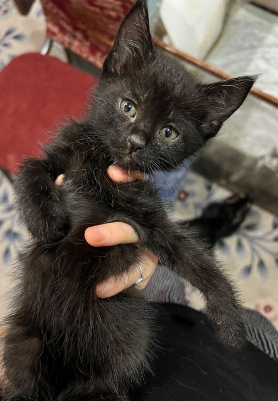Котенок девочка и мальчик черные