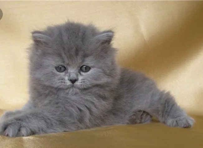 Mushukchalar arzon narxda