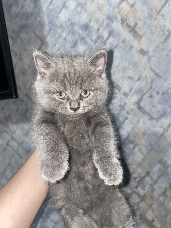 Шотландские котята страйт Шотландские котята страйт