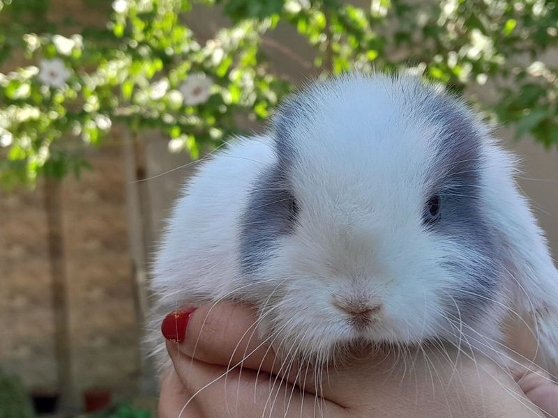 Karlik dekarativniy quyonchala sotiladi