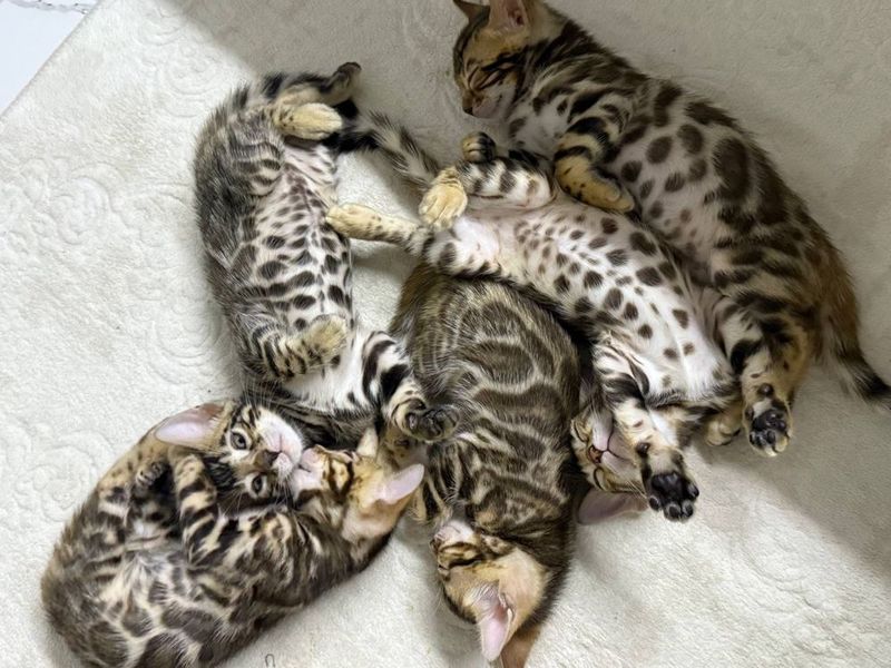 Бенгальские кошки