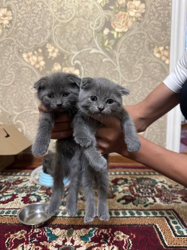 Котёнок скотиш фолд Котёнок скотиш фолд