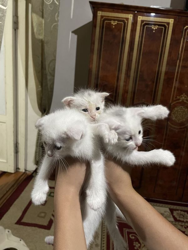 Шатласки кошка shatlanski mushuk Шатласки кошка shatlanski mushuk