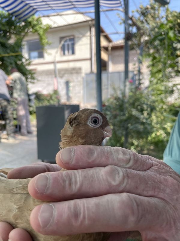 Kaptar(novot chubati) Kaptar(novot chubati)