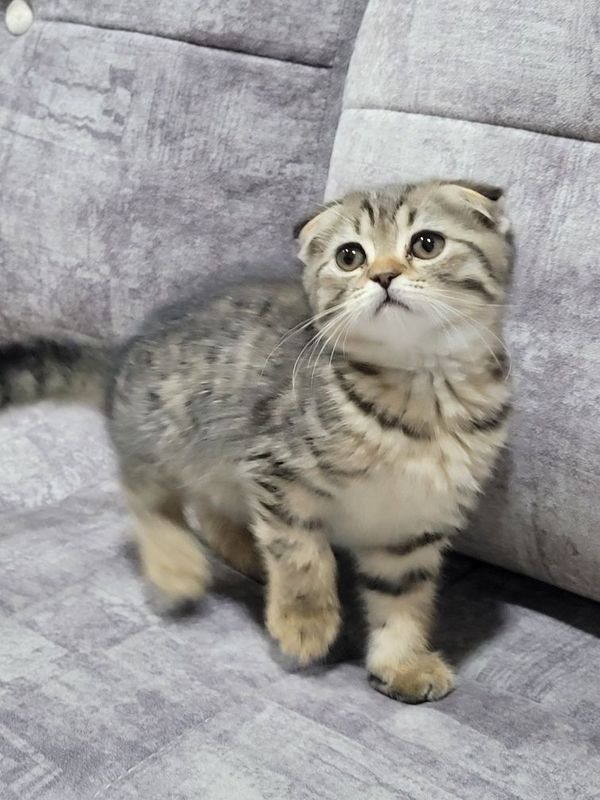 Scottish fold soglom Scottish fold soglom