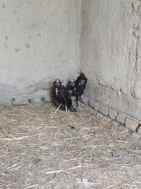 Qirği bolalari sotiladi Qirği bolalari sotiladi