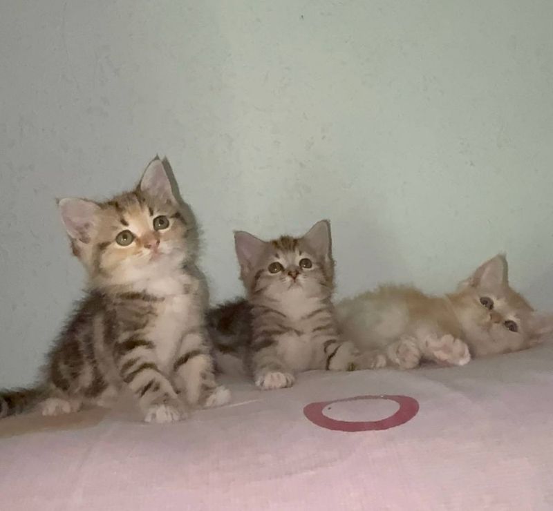 шотландская Кошка на продажу шотландская Кошка на продажу