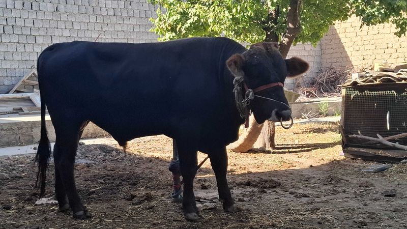 Xo'kkiz sotiladi Golshteyn va shvedni bolasi Xo'kkiz sotiladi Golshteyn va shvedni bolasi
