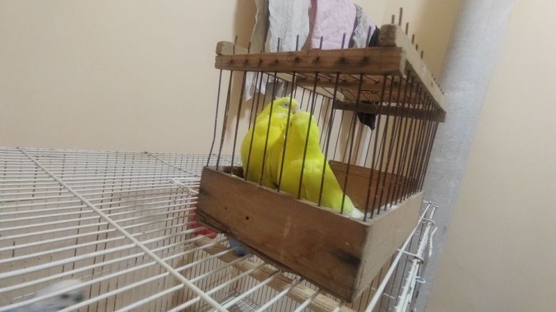 Valnistiy turlari sotiladi Valnistiy turlari sotiladi