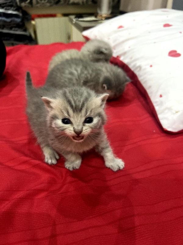 Продаётся котёнки!! Продаётся котёнки!!
